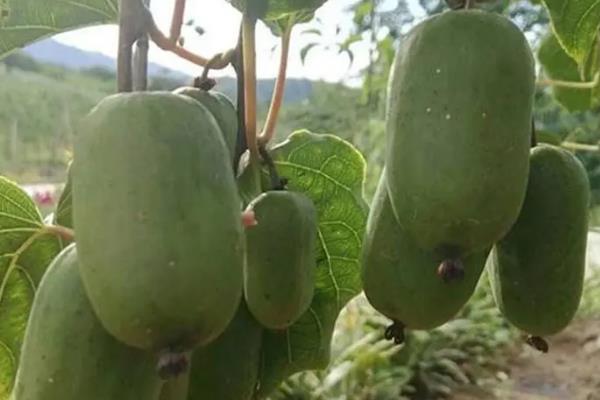 软枣猕猴桃树苗哪个品种最好