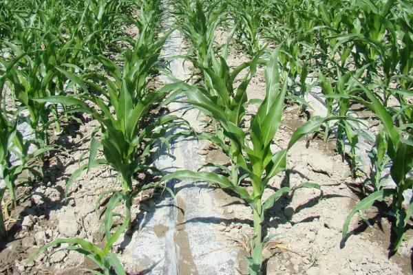 玉米滴灌种植施肥方法