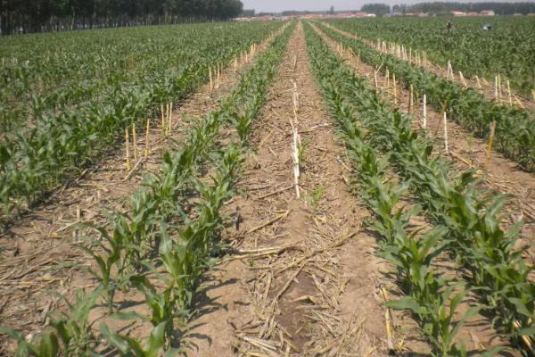 玉米滴灌种植施肥方法