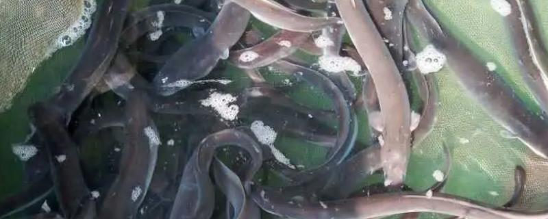 养殖淡水鳗鱼的条件