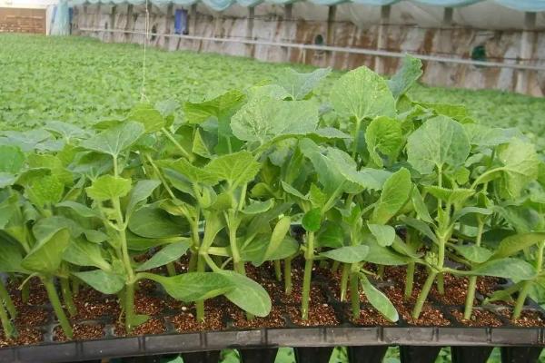 西瓜的种植方法