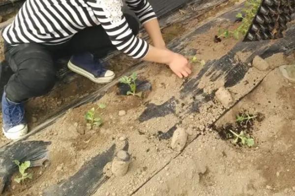 西瓜的种植方法