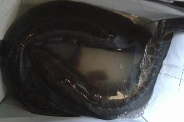 黑鱼在水桶中能存活多长时间