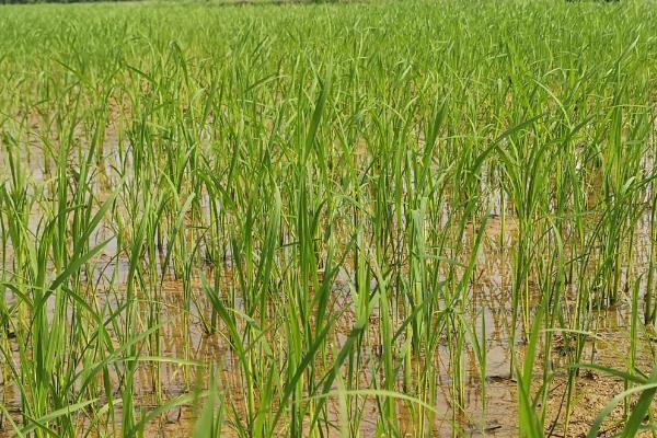 直播水稻何时施肥，附什么是直播水稻