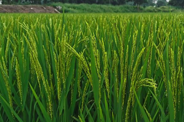 直播水稻何时施肥，附什么是直播水稻