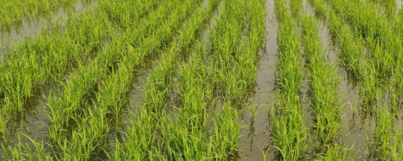 直播水稻何时施肥，什么是直播水稻