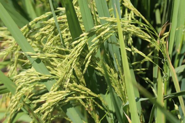 种水稻的第一步是什么