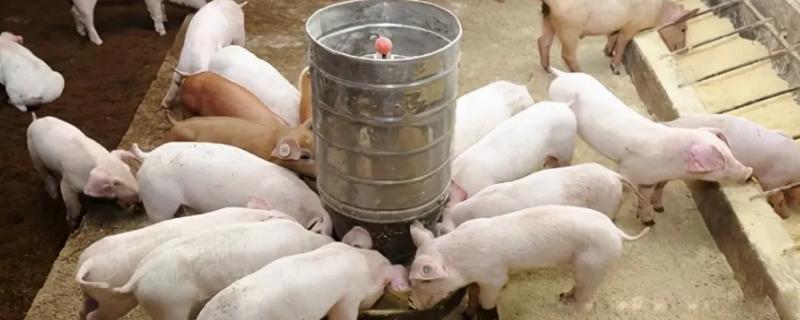 养猪的料肉比通常是多少