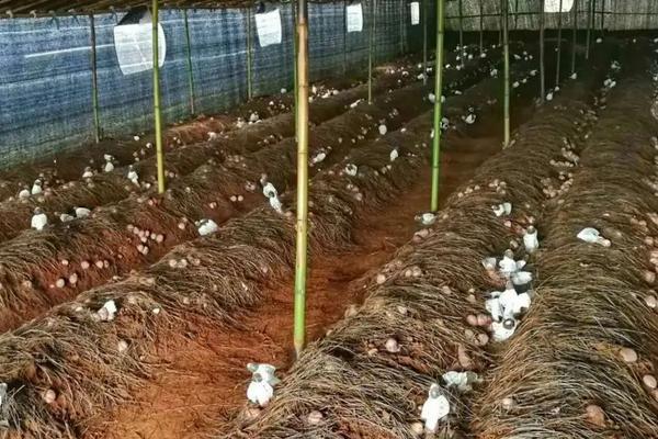 竹荪种植方法，附采收方法