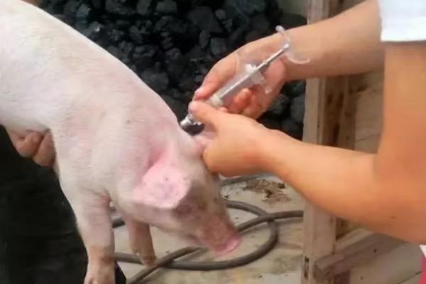 猪站立不稳不进食如何治疗