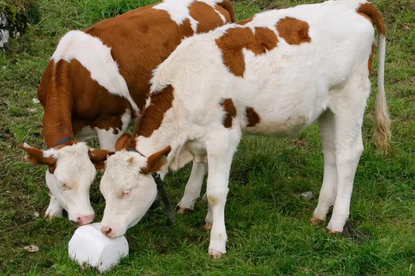 母牛怀孕有什么特征