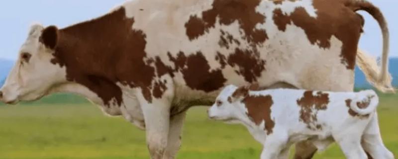 怀孕母牛饲料配方和喂养方法