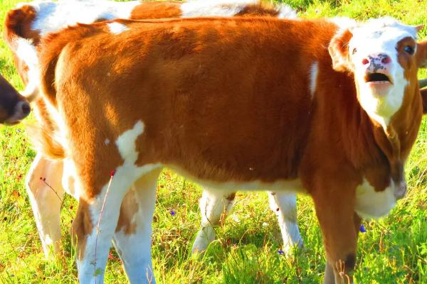 怀孕母牛饲料配方和喂养方法