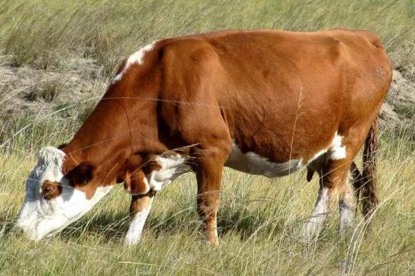 母牛怀孕几个月乳房会变大