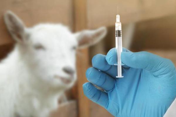 羊三联四防疫苗注射方法