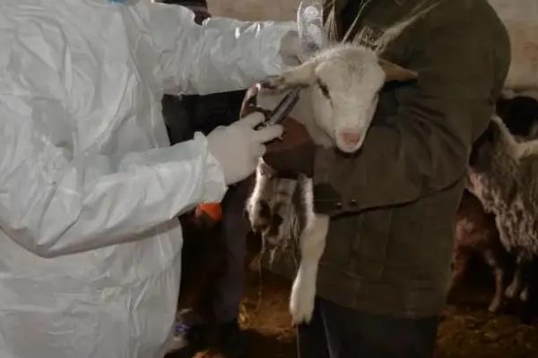 母羊产后几天打三联四防疫苗