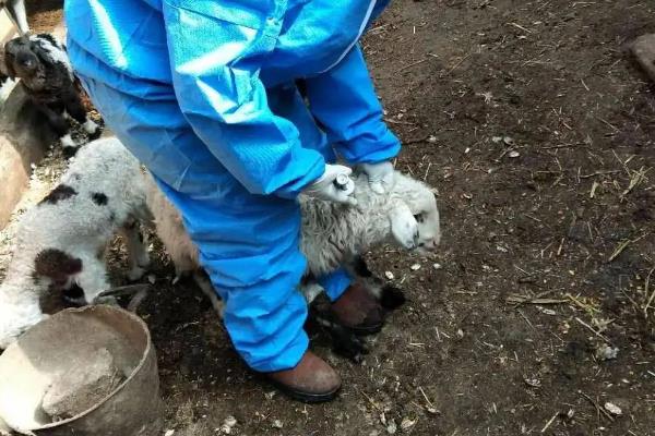 小羊羔几天能打三联四防疫苗
