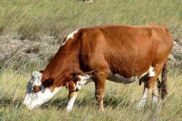 母牛怀孕几个月下小牛