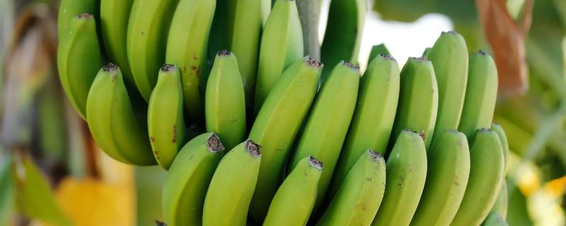 香蕉从种植到成熟需要多久