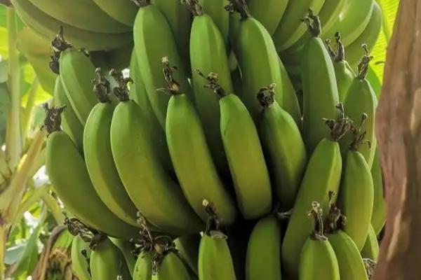 香蕉从种植到成熟需要多久