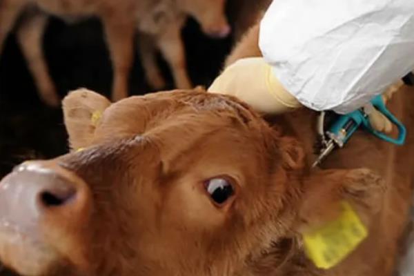 怀孕母牛能打口蹄疫疫苗吗