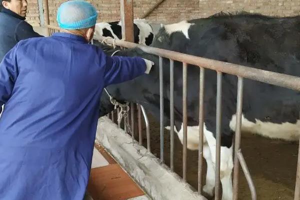怀孕母牛能打口蹄疫疫苗吗