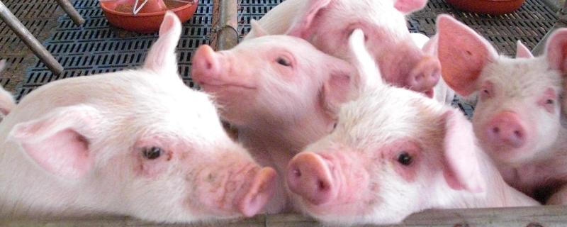 猪吐黄水是不是感染了非洲猪瘟