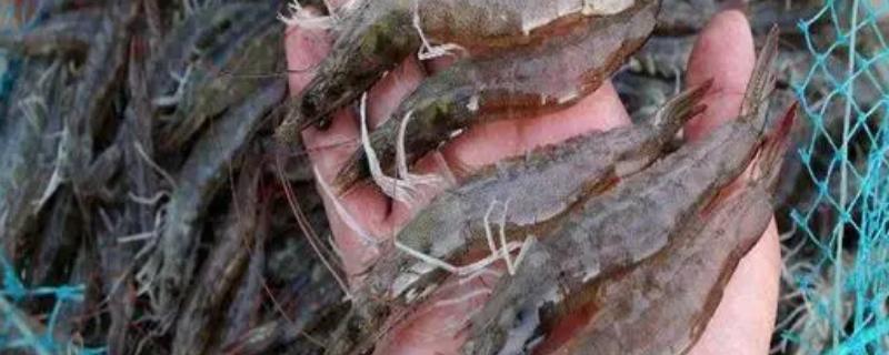 河虾和基围虾的区别