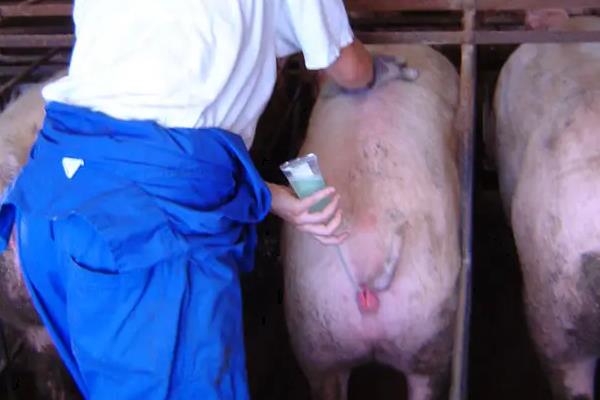 母猪配种操作流程