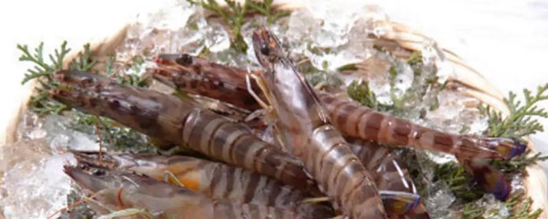 为什么斑节虾比基围虾贵