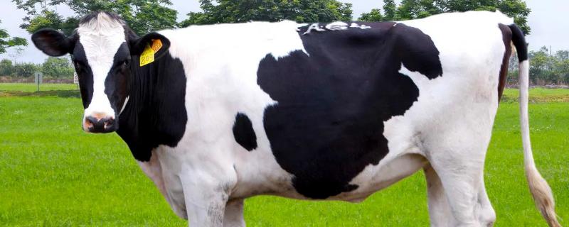 奶牛一年产多少奶