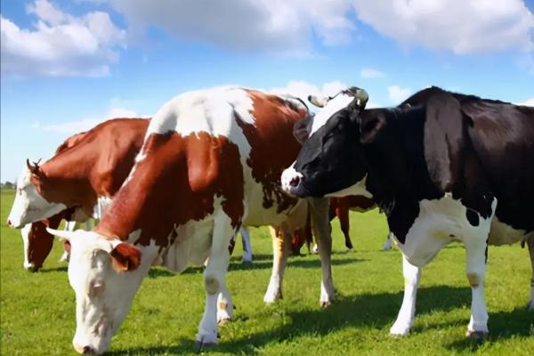 奶牛一年产多少奶