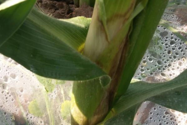 玉米鞘腐病的症状与防治方法
