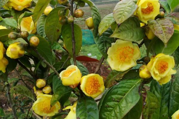 一颗金花茶树苗的价钱是多少，金花茶应该如何种植