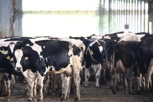 奶牛一天能产奶多少斤?