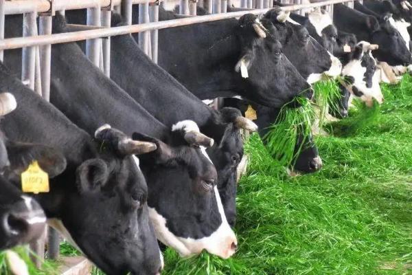 奶牛一天能产奶多少斤?