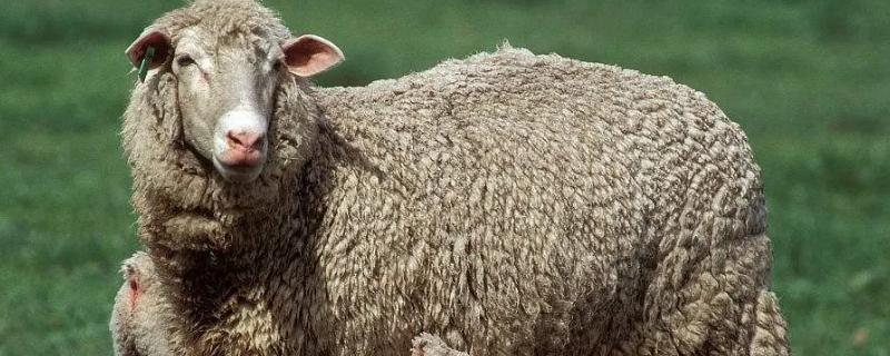 母羊产羔前有什么征兆