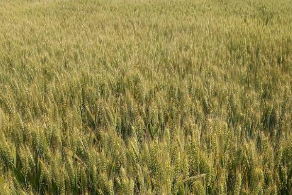 矮杆高产大穗小麦品种