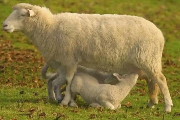 母羊产羔前有什么征兆