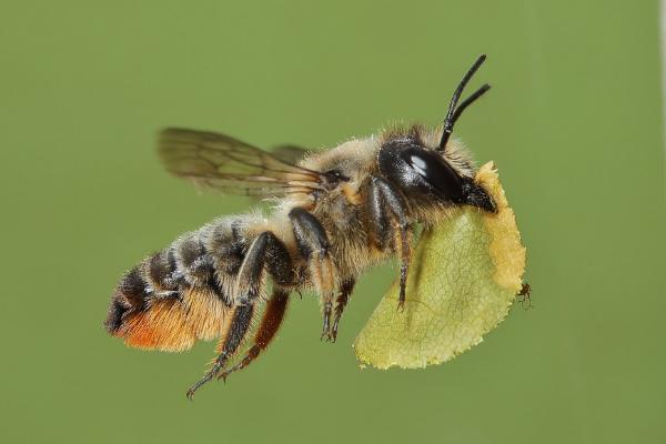 樵叶蜂有什么特点