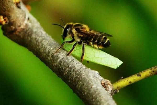 樵叶蜂有什么特点