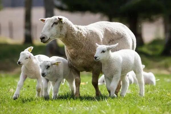 母羊产羔后怎样喂养