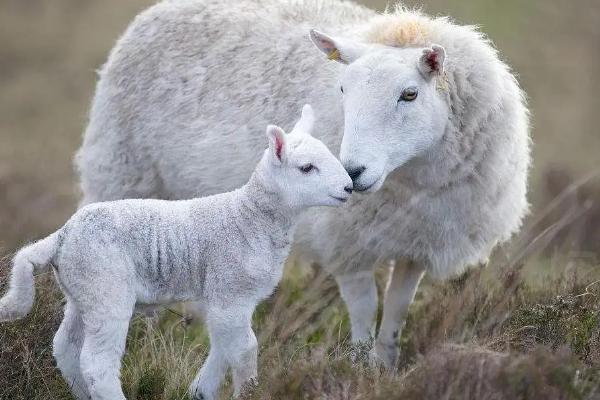 母羊产羔后怎样喂养