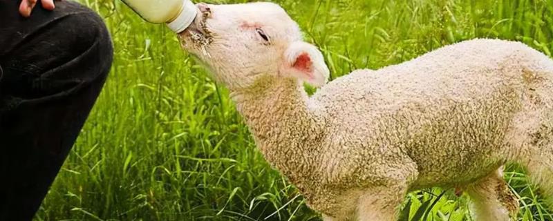 小羊拉稀能喝庆大霉素吗