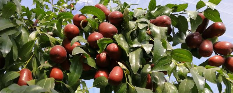 枣树喷施叶面肥的方法，能迅速补充一定的养分