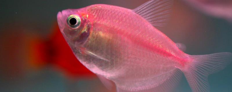 鱼有没有眼皮，眼皮对于水生动物来说意义不大