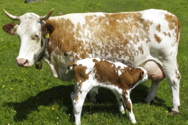 牛犊出生多长时间才能吃饲料，饲喂谷类饲料可促进生长
