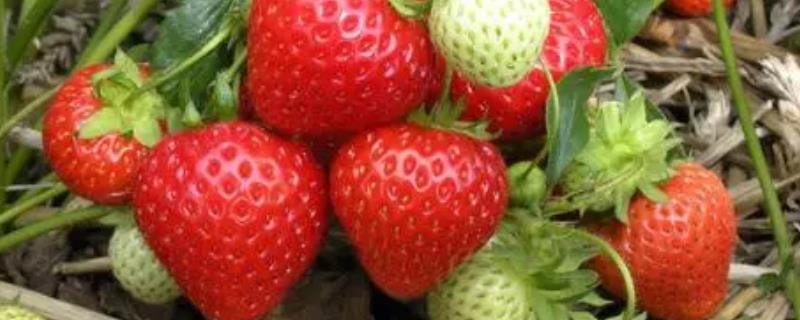 影响草莓产量的因素，品种和营养影响较大