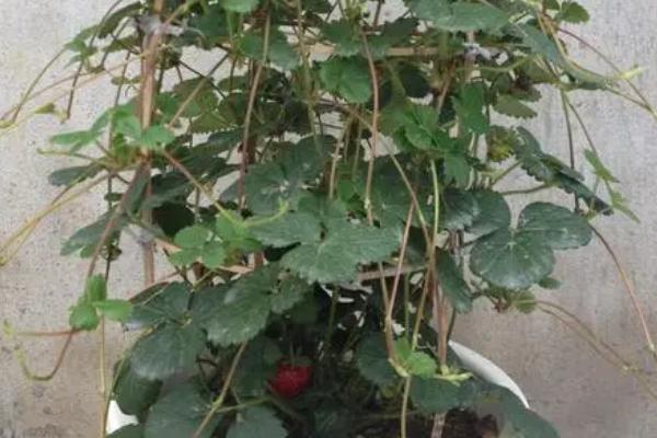 草莓爬藤是否需要修剪，爬藤会降低草莓的成活率