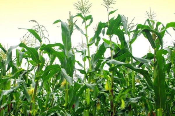 夏玉米适合什么土壤种植，肥力高保肥能力强